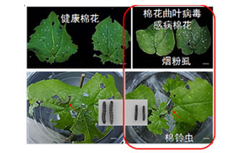 近日，微生物研究所發(fā)現(xiàn)雙生病毒調(diào)控植物免疫平衡實現(xiàn)全新生態(tài)功能