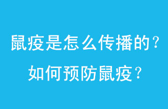 鼠疫是怎么傳播的？如何預防鼠疫？